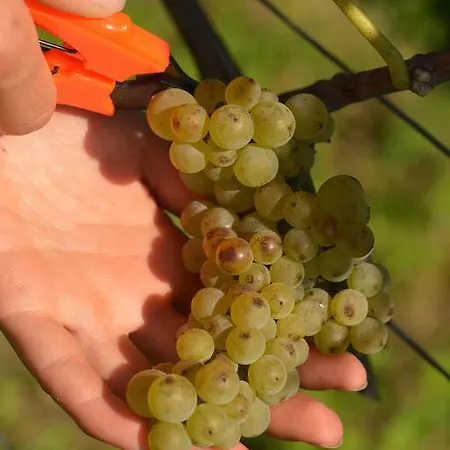 Heitlinger Hof فندق 4*